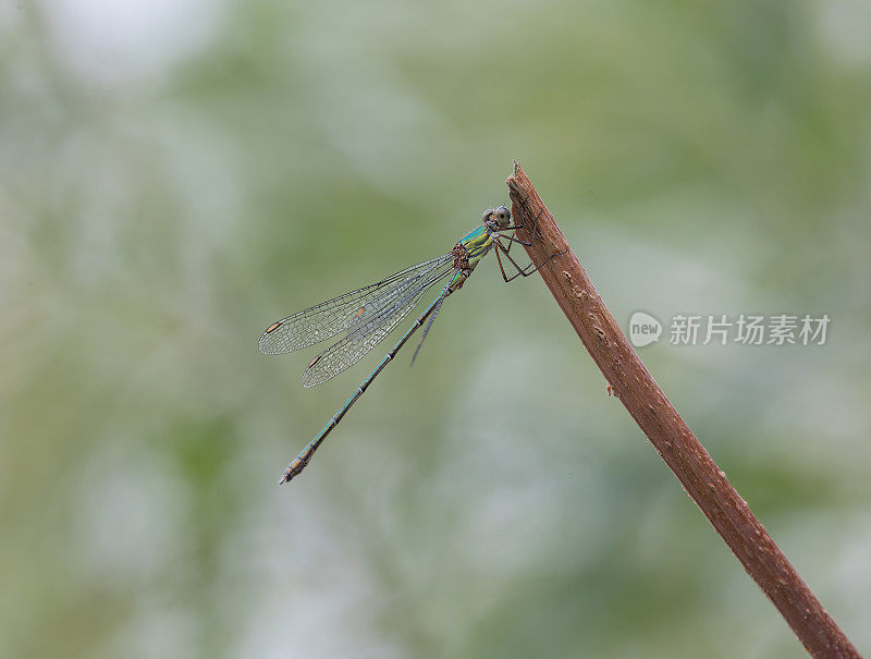 柳翡翠豆娘(Chalcolestes viridis)在树枝上休息，展开翅膀